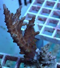 画像1: No.81　フィジー産 浅場ミドリイシ (1)