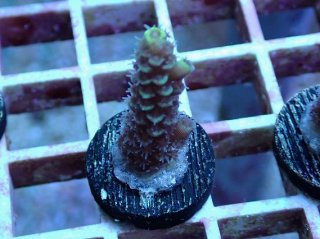 No.2 オオタバサンゴを買うならアクアスタイルユー 大阪のサンゴ