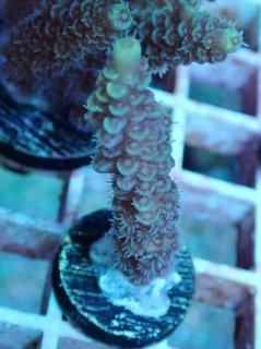 マメスナ付きのオオタバサンゴ サンゴ,ソフトコーラル | Aquarium TALLMAN