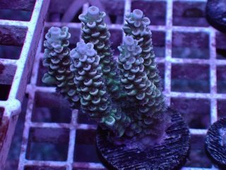 No.11 オオタバサンゴを買うならアクアスタイルユー 大阪の