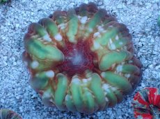 画像1: No.1 コハナガタサンゴ マルチ (1)