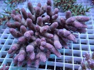 飾りサンゴ 特大サイズ 飾りサンゴ 5個セット MIX を買うならアクアスタイルユー 海水魚