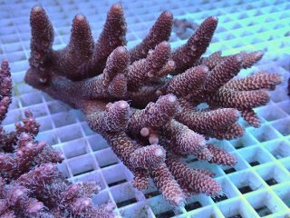 SPS全品 - AQUASTYLE YOU（アクアスタイルユー）