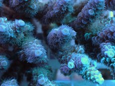 画像2: No.13 オーストラリア産 ウスエダミドリイシ ブルー 　　【人気No.1】 (2)