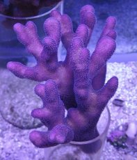 画像1: No.1 フィジー産 ショウガサンゴ (1)