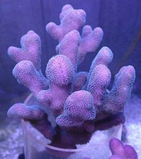 画像1: No.2 フィジー産 ショウガサンゴ (1)
