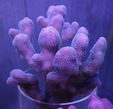 画像2: No.2 フィジー産 ショウガサンゴ (2)