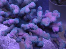 画像2: No.5 フィジー産 ショウガサンゴ (2)