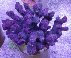 画像1: No.15 フィジー産 ショウガサンゴ (1)