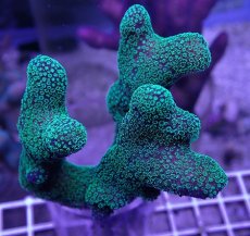 画像2: No.17 フィジー産 ショウガサンゴ (2)