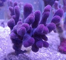 画像1: No.18 フィジー産 ショウガサンゴ (1)