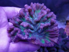 画像1: No.2 ウミバラサンゴ　ツートン (1)