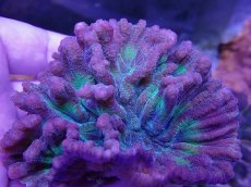 画像2: No.2 ウミバラサンゴ　ツートン (2)