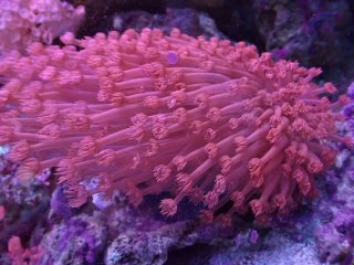 ハナガササンゴレッド ハナガササンゴ レッド | Aグレード - REEF-TRIGGER