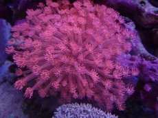 画像1: No.2 トンガ産 ハナガササンゴ　レッド (1)