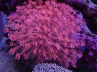 芸能人愛用 LPS全品 - YOU（アクアスタイルユー） AQUASTYLE 海水魚用品