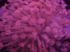 画像2: No.2 トンガ産 ハナガササンゴ　レッド (2)