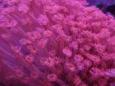 画像2: No.5 トンガ産 ハナガササンゴ　レッド (2)