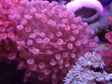 画像1: No.6 トンガ産 ハナガササンゴ　レッド (1)