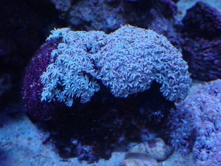 アザミハナガタサンゴ(14cm前後) No.11 アザミハナガタサンゴ マルチカラーを買うならアクア