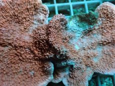 画像2: No.7 ウスコモンサンゴ  レッド (2)