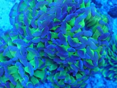 画像2: No.1 　ナガレハナサンゴ　ブランチ　ツートン (2)