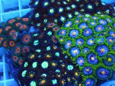 画像2: No.1 極上マメスナギンチャク　お花畑プレート　セレクト個体　　【人気No.1】 (2)