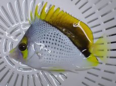 画像2: NO.7 クリスマス産　マルケサンバタフライ (2)