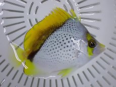 画像1: NO.8 クリスマス産　マルケサンバタフライ (1)