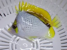 画像2: NO.8 クリスマス産　マルケサンバタフライ (2)