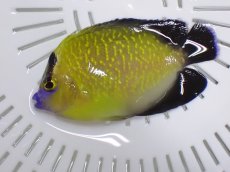画像1: NO.9 クリスマス産　ゴールドフレークエンゼル (1)