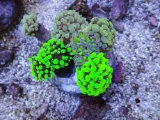 画像1: No.3 ナガレハナサンゴ　カラフルお花畑　ブランチ (1)