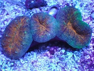 コハナガタサンゴ　（14cm）$yasu專用$ アクアスタイルユー（AQUASTYLEYOU）｜海水魚・サンゴの通販 販売