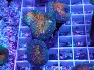 アクアスタイルユー（AQUASTYLEYOU）｜海水魚・サンゴの通販 販売