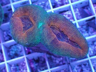 アクアスタイルユー（AQUASTYLEYOU）｜海水魚・サンゴの通販 販売