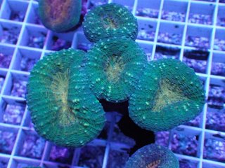 アクアスタイルユー（AQUASTYLEYOU）｜海水魚・サンゴの通販 販売