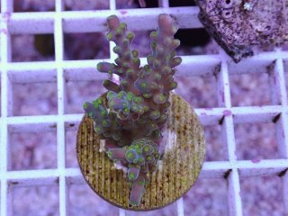 No.1 人工ライブロック 0.85kgを買うならアクアスタイルユー 大阪の