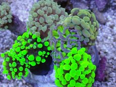画像2: No.3 ナガレハナサンゴ　カラフルお花畑　ブランチ (2)