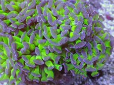 画像2: No.4 ナガレハナサンゴ　茎グリーンお花畑　ブランチ (2)