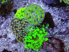画像1: No.5 ナガレハナサンゴ　カラフルお花畑　ブランチ (1)