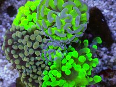 画像2: No.5 ナガレハナサンゴ　カラフルお花畑　ブランチ (2)