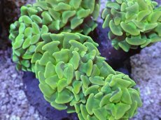 画像2: No.6 ナガレハナサンゴ　イエローお花畑　ブランチ (2)