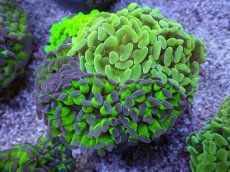 画像1: No.7 ナガレハナサンゴ　カラフルお花畑　ブランチ (1)
