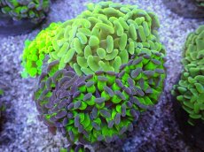 画像2: No.7 ナガレハナサンゴ　カラフルお花畑　ブランチ (2)