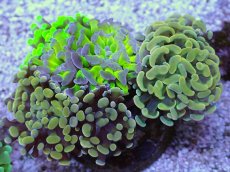 画像1: No.8 ナガレハナサンゴ　カラフルお花畑　ブランチ (1)