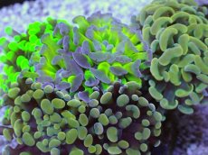 画像2: No.8 ナガレハナサンゴ　カラフルお花畑　ブランチ (2)