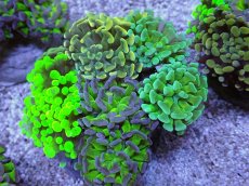 画像1: No.9 ナガレハナサンゴ　カラフルお花畑　ブランチ (1)