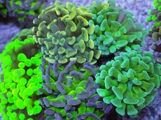 画像2: No.9 ナガレハナサンゴ　カラフルお花畑　ブランチ (2)