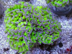 画像1: No.10 ナガレハナサンゴ　茎グリーンお花畑　ブランチ (1)