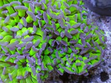 画像2: No.10 ナガレハナサンゴ　茎グリーンお花畑　ブランチ (2)